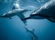 开云登录入口地址-【欧洲杯】希克+佩里希奇破门  克罗地亚1比1平捷克